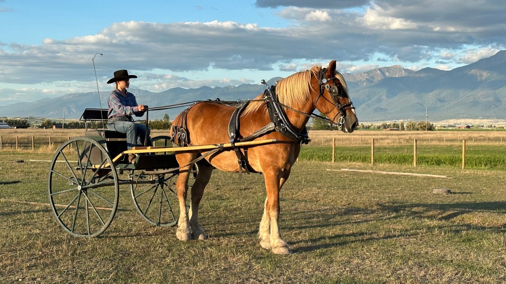 Belgian Horses in St&nbsp;Ignatius